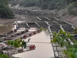 Diduga Ada Orang yang Sengaja Racuni Aliran Sungai Pijoan
