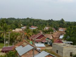 Diduga Sebagian CV Perkebunan Sawit Di Desa Kunangan Tebo Ilir Tidak ada Mampaat