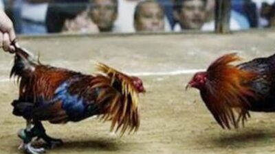 Perjudian Sabung Ayam di Desa Jenggolo Kepanjen Tak Tersentuh APH, di Duga Karena di Back Up