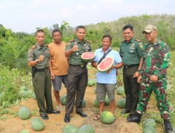 Dukung Ketahanan Pangan, Dandim 0416 Bute Pimpin Pelaksanaan Panen Semangka