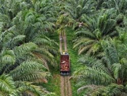 Diduga Perkebunan Kelapa Sawit Yang Luas di Desa Kunangan Milik Beberapa Pengusaha Dari Luar Desa Tidak Mengantongi Izin