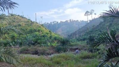 Ratusan Hektar Hutan Hp/HPT/Konservasi Wilayah Tanjab-Barat Di Garap Habis oleh Pak Jamal Dan Pak Yaman