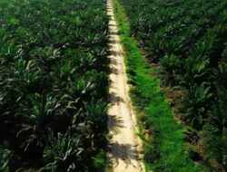 Diduga Perkebunan Kelapa Sawit Terluas Milik Para Pengusaha dari Luar Tanpa IUP di Desa Kunangan Tebo Ilir
